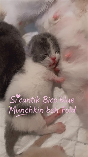 Kucing British shorthair & Munchkin on Instagram: "Munchkin fold secantik ini siapakah nanti yang akan jadi babunya yaa ? 😍😁😘#kucing #kucingmunchkin"