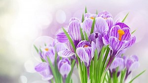 spring blue crocuses flowers with sunshine bokeh