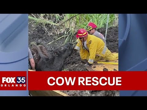 Cow gets stuck in mud for 24 hours