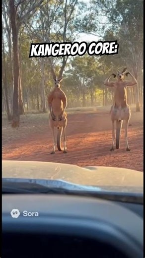 When you meet a Bodybuilder Kangeroo #shorts