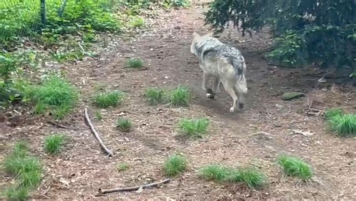 🐺✨ It’s Wolf Wednesday, and Pika the Mexican Wolf is on the move! 🐾💨 Catch this beautiful girl trotting through her habitat like the queen of the forest she is. With fewer than 250 in the wild, every step she takes is a symbol of hope for her species. 🌎💚 Mexican wolves are the most endangered subspecies of gray wolf, but conservation efforts are making strides thanks to zoos and wildlife partners across the country. Come visit Connecticut’s Beardsley Zoo and see Pika in action! You might ju
