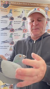 That’s Moritz. Son Maverick. x Goldmarie. Special. Breeding from 2. National Ace pigeons. And Olympic champion. Best pigeon in the world 🌎 | Andreas Drapa