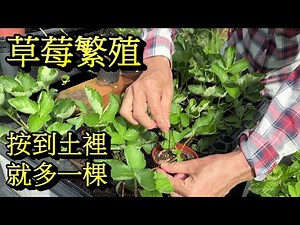 草莓繁殖照顧方法