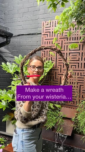 31K views · 86 reactions | Wisteria PRUNING time… It is time to...