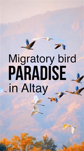 Discover the serene beauty of a wetland in China's Altay, where egrets and demoiselle cranes dance among the reeds. Thanks to conservation efforts, this wetland now thrives as a haven for migratory birds. #ChinaTravel #China #Xinjiang #MigratoryBirds #wetland | China Xinhua News