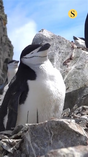 New miniature trackers are now letting scientists see extreme sleep strategies in the wild for the first time. When animals nod off, they're most vulnerable to sneaky predators. But despite the risks, the need for sleep is so strong that no creature can skip it altogether, even when it's highly inconvenient. Animals that navigate extreme conditions and environments have evolved to sleep in extreme ways. For example, stealing seconds at a time during around-the-clock parenting, getting winks on t