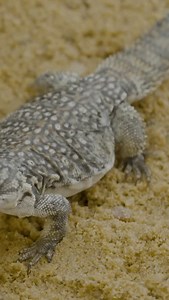The masterclass in thermoregulation, led by none other than the Uromastyx spiny-tailed lizard. No labs. No lectures. Just leading by instinct to find the perfect balance between heat and shade! [thermoregulation, spiny tailed lizard, reptiles, heat, knowledge, information, wildlife, wild animals, vantara] | Vantara