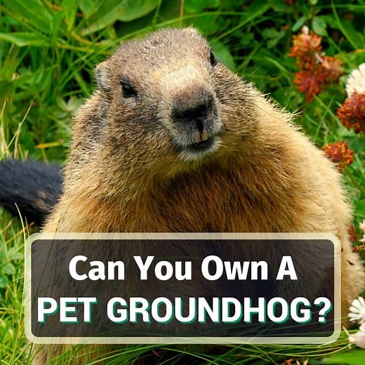 Do Groundhogs Make Good Pets? 7 Things You Should Know!