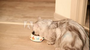A grey Scottish cat sits on the floor and drinks water. The kitten comes up to her and sniffs at her. They have fluffy tails. They're long-haired. Slow motion. Soft focus.