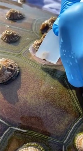 Turtle Cleaning: Removing Barnacles from Shell
