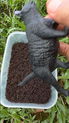 These Bullet Ants Made My Hand Go Numb!