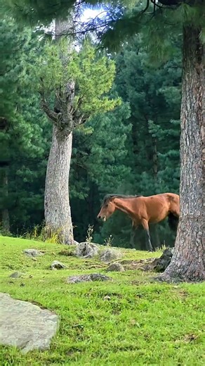 Kashmiri Horse Fight Video in Kashmir | Two Stallions Fighting for Power | Rare Funny video