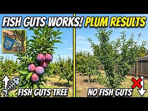 Key ingredients for successful growing plum trees