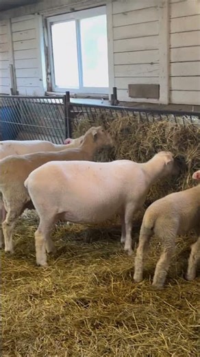 Polled Dorset Eating Hay Straw | An American breed of domestic sheep | #Shorts | Cool Places