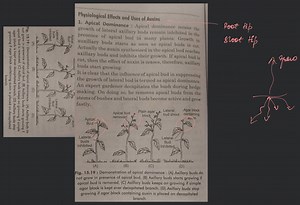 Physiological Effects and Uses of Auxins Apical Dominance : Api... | Filo