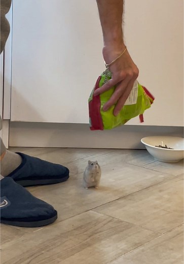 Hilarious Dwarf Hamster Compilation | Cute Pet Mouse Videos