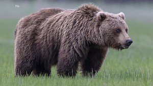 Grizzly bear attacks group of schoolchildren on trail in Canada