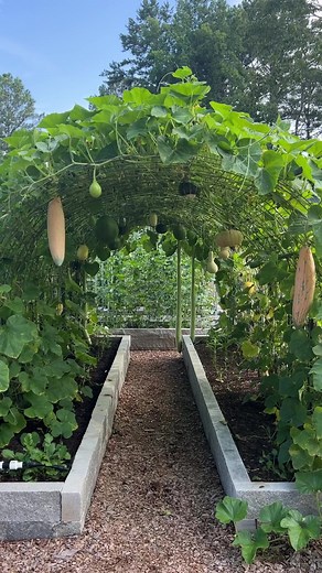 Ideal Width for Creating an Arch Trellis