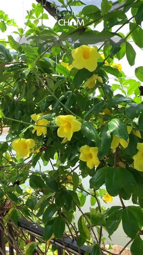 Góc checkin siêu lung linh tại Cham #chamspamassage