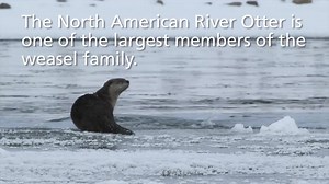 Volunteer videographer Dale Bohlke captured some great river otter footage this month that we thought might brighten up your day! | Yellowstone National Park