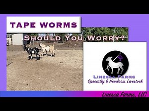 Tape Worms in Sheep and Goats: Should You Worry?