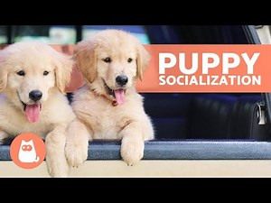 How to SOCIALIZE a PUPPY With Other DOGS 🐶