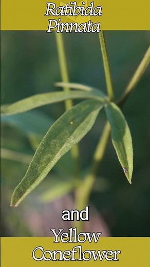 Yellow Coneflower (Ratibida Pinnata)