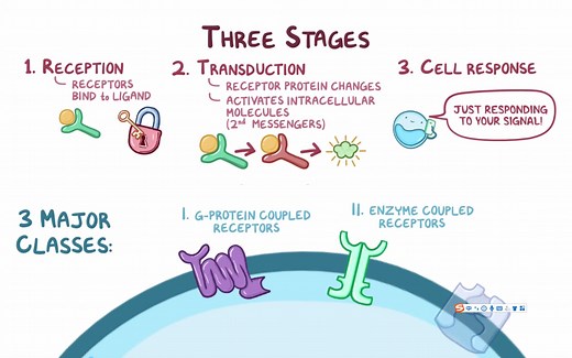 [英文字幕] Common cell signaling pathways 细胞中常见的信号转导通路