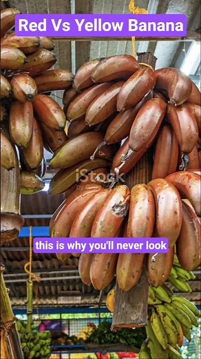 Which one is healthier? Red Banana vs Yellow Banana 🍌🔥 #agrifuture #facts