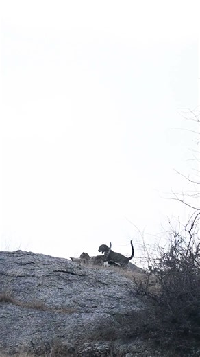 🐆💛 Leopard & Cubs Play – Pure Joy in the Wild 🌿✨