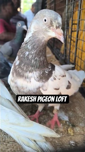 Rakesh pigeon loft #pigeon #pigeoncoop
