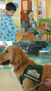 7.2K views · 275 reactions | Happy Gotcha Day, Hawk!  As our first-ever facility dog, Hawk works alongside Certified Child Life Specialist Natalie to help kids navigate the challenging parts of being in the hospital. Whether it's a procedure that feels overwhelming or just missing home, Hawk has a special way of making everything feel a little less scary. Here’s to more years of tail wags and healing hearts! | Ann & Robert H. Lurie Children's Hospital of Chicago | Facebook
