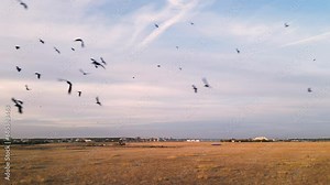 Aerial close up tracking shot of crows flying above dry autumn fields. Corvus crow chasing the camera in the air. Flyover footage of birds flocking and flying.