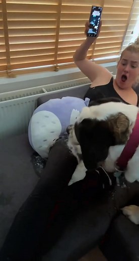 My Two Dogs Vomiting: A Humbling Experience