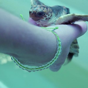 632 reactions · 71 shares | ❤ 4Ocean has removed over 2,000,000 pounds of trash from the ocean and coastlines. We have expanded our conservation efforts and we're helping sea turtles. Purchase our Limited Edition Sea Turtle Bracelet and help to support an amazing organization making a difference in sea turtles’ fight for survival. | 4ocean | Facebook