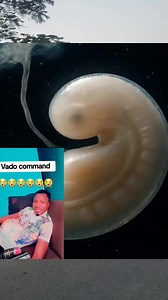 Vados baby | VADO Commando