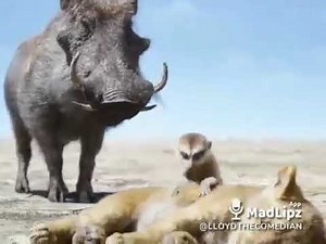 Funny namibian video 2019