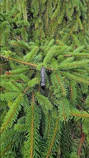 Cobra Norway Spruce: Nature's Mythical Tree