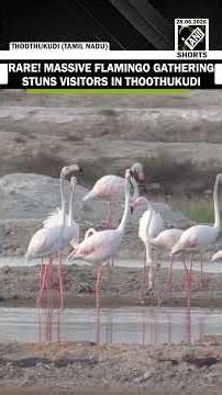 WATCH! Massive gathering of flamingos and other migratory birds stuns visitors in Thoothukudi