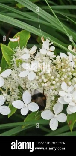 Bumblebee collects nectar on a sunny day. Nature. Bumblebee close-up among white flowers. Pollination of plants by insects. White hydrangea flowers close-up. Insects in a summer garden or park Stock Video Footage - Alamy