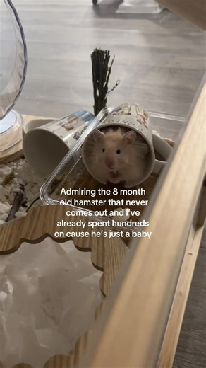 Adopting a Nocturnal Hamster: My Journey