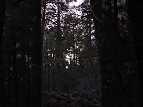 Az hunt unit 17a 100 turkey roosting