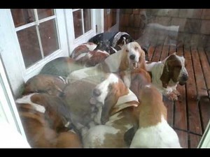 Bellingham bassets lazy hounds European Basset hounds