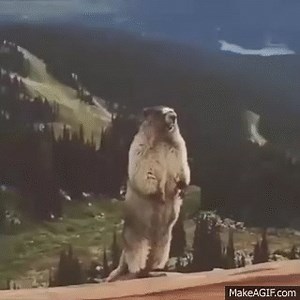 Prairie Dog Scream - When you have a bad day! on Make a GIF