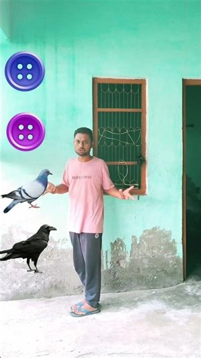 parrot pingen crow peacock 🦚#shortsfeed #vairalvideo #shortsfeed #shorts #trending