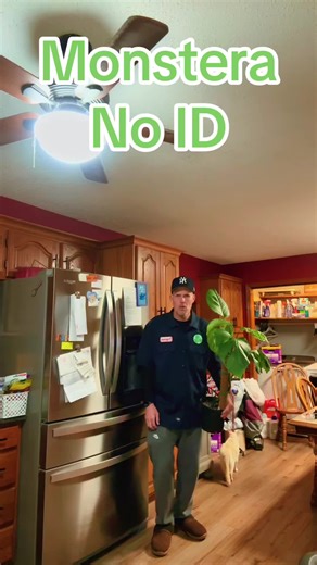 Identifying the Monstera: Plant Mysteries Unveiled