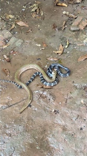 A big snake swallowed a small snake. #animals #National Institute of Biological Resources #cobra ...