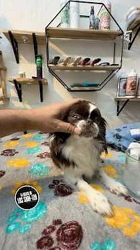 If you don't clean their teeth... this is happening to your Shih Tzu 😱😱