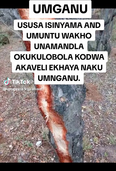 Umganu: Umuthi Omuhle Owakha Ugaqi