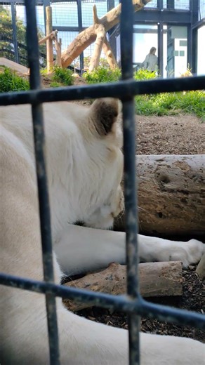 春風🌻㊸ホワイトライオン・しろじし・白獅子・リズムちゃん・沖縄こどもの国・・・White_Lion・Okinawa Zoo & Museum(20260326)